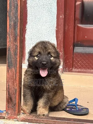 1-3 months Female Purebred Caucasian Shepherd