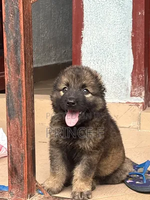 1-3 months Male Purebred Caucasian Shepherd