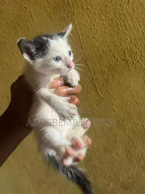 1-3 months Female Mixed Breed Cat