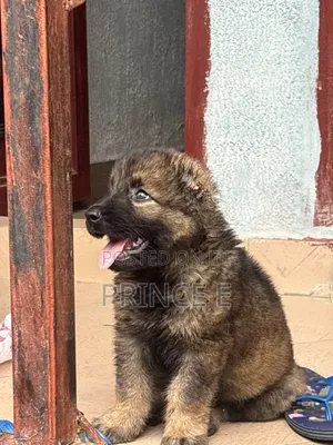 1-3 months Female Purebred Caucasian Shepherd