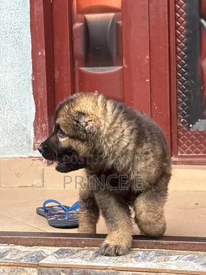 1-3 months Female Purebred Caucasian Shepherd