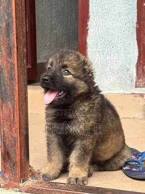 1-3 months Female Purebred Caucasian Shepherd