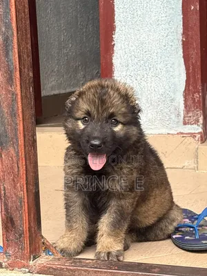 1-3 months Female Purebred Caucasian Shepherd