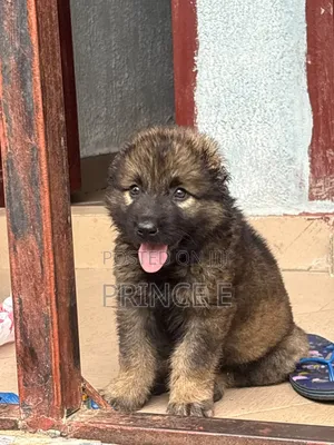 1-3 months Female Purebred Caucasian Shepherd