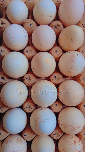 Fertile Turkey Eggs