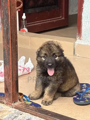 1-3 months Female Purebred Caucasian Shepherd