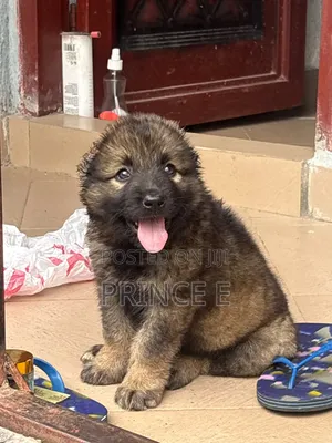 1-3 months Female Purebred Caucasian Shepherd
