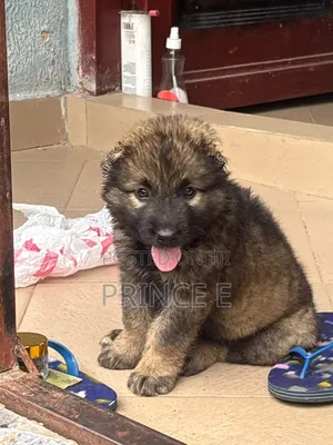 1-3 months Female Purebred Caucasian Shepherd