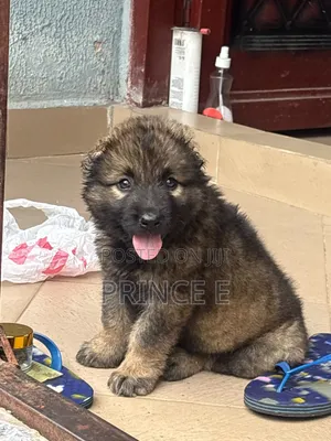 1-3 months Female Purebred Caucasian Shepherd