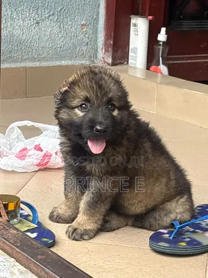 1-3 months Female Purebred Caucasian Shepherd