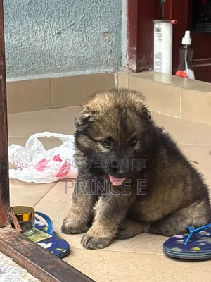 1-3 months Female Purebred Caucasian Shepherd
