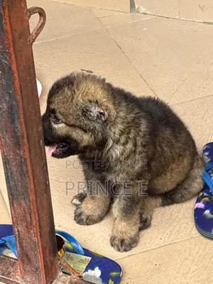 1-3 months Female Purebred Caucasian Shepherd