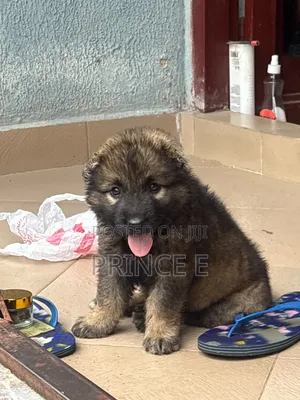 1-3 months Female Purebred Caucasian Shepherd