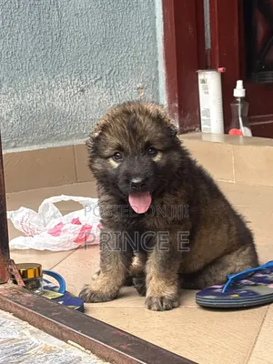 1-3 months Female Purebred Caucasian Shepherd