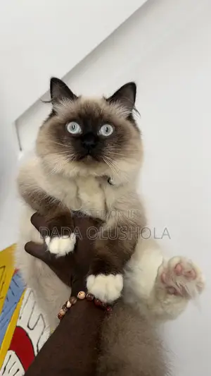 3-6 months Male Purebred Ragdoll
