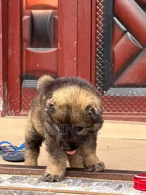 1-3 months Male Purebred Caucasian Shepherd