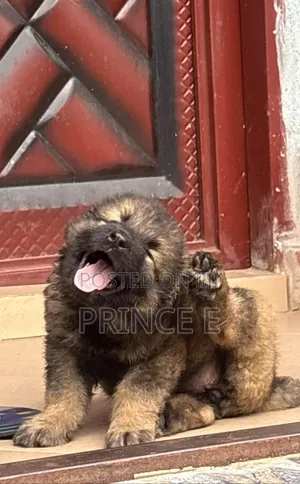 1-3 months Female Purebred Caucasian Shepherd