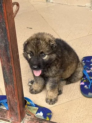 1-3 months Female Purebred Caucasian Shepherd