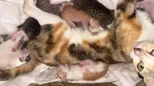 0-1 month Male Mixed Breed American Shorthair