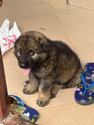 1-3 months Female Purebred Caucasian Shepherd