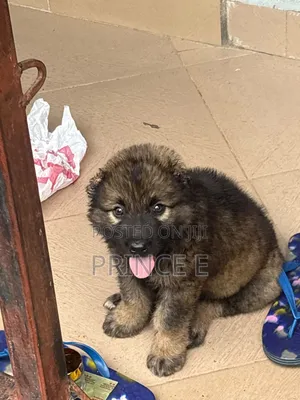 1-3 months Female Purebred Caucasian Shepherd