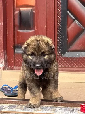 1-3 months Female Purebred Caucasian Shepherd