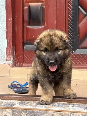 1-3 months Female Purebred Caucasian Shepherd