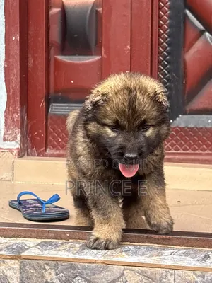 1-3 months Female Purebred Caucasian Shepherd