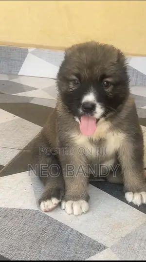 1-3 months Female Purebred Caucasian Shepherd