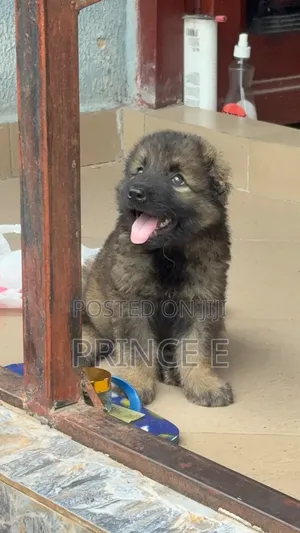 1-3 months Female Purebred Caucasian Shepherd