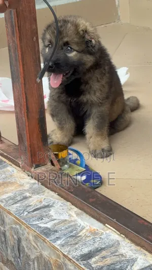 1-3 months Male Purebred Caucasian Shepherd