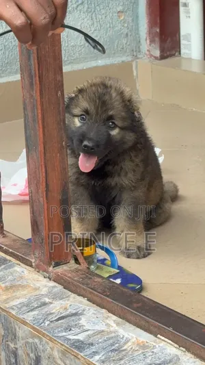 1-3 months Male Purebred Caucasian Shepherd