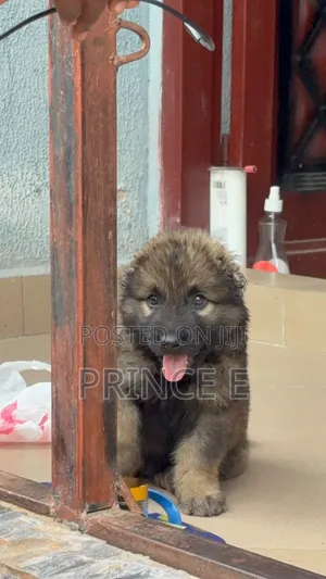 1-3 months Female Purebred Caucasian Shepherd