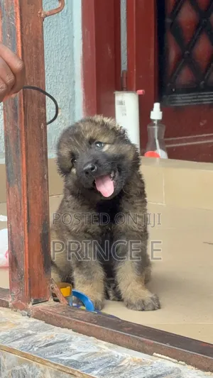 1-3 months Female Purebred Caucasian Shepherd