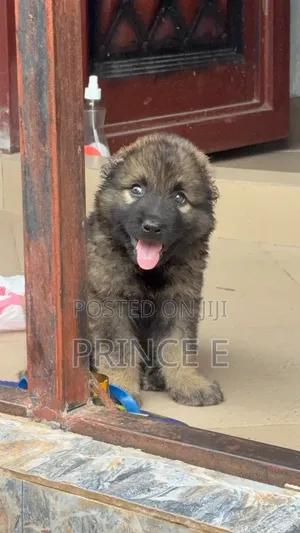 1-3 months Male Purebred Caucasian Shepherd