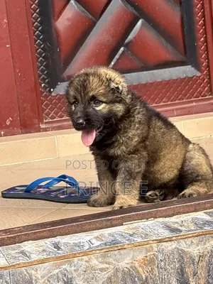 1-3 months Female Purebred Caucasian Shepherd