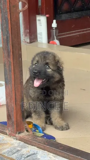 1-3 months Female Purebred Caucasian Shepherd