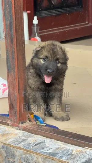 1-3 months Female Purebred Caucasian Shepherd