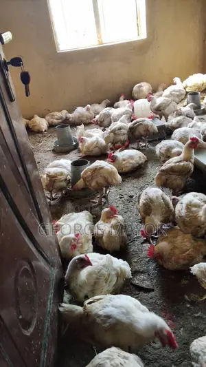 Chicken Chicken