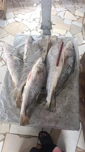 Croaker Fish. 1kg=6000, Carton (20kg)=102,000