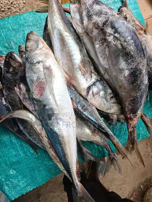 KOTE / Horse Mackerel Fish 1kg=6500 Carton= 105,000
