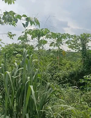 Land for Sell