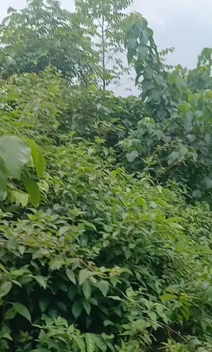 Land for Sell