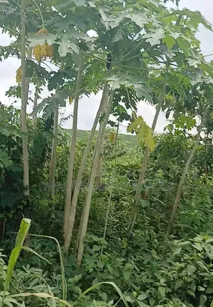 Land for Sell