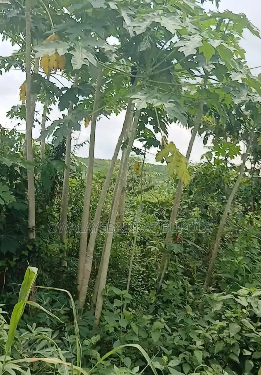 Land for Sell
