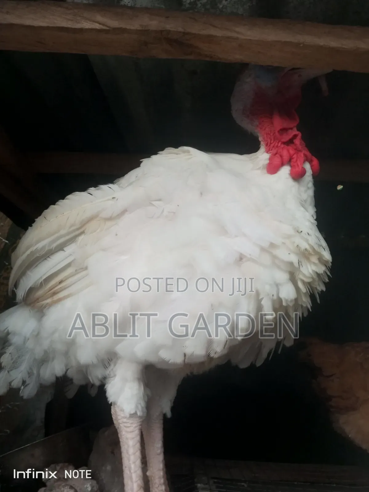 Imported Turkey