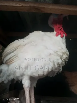 Imported Turkey