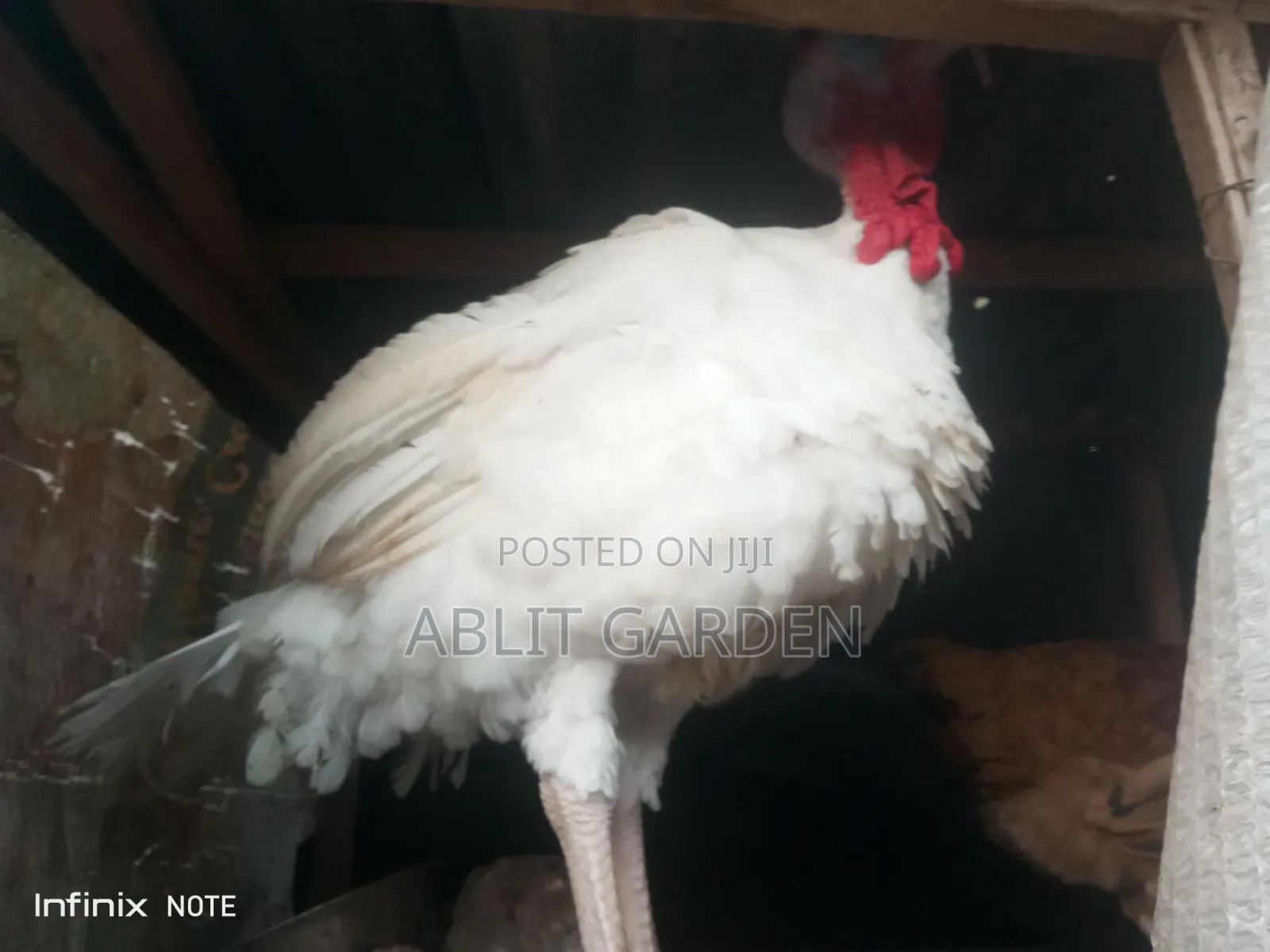 Imported Turkey