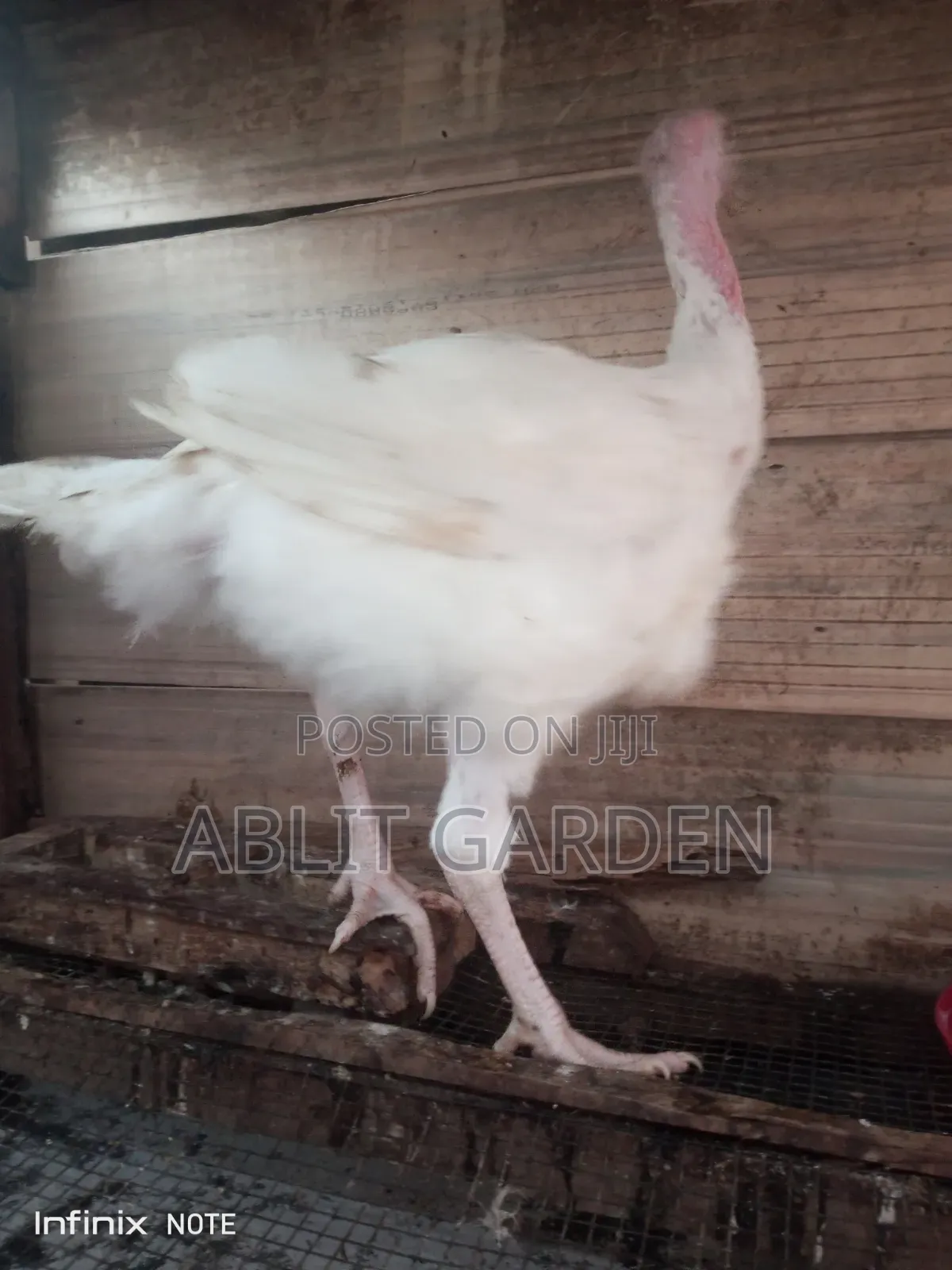 Imported Turkey