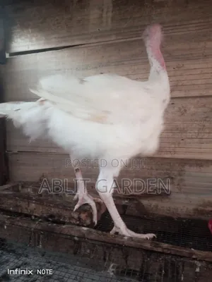 Imported Turkey